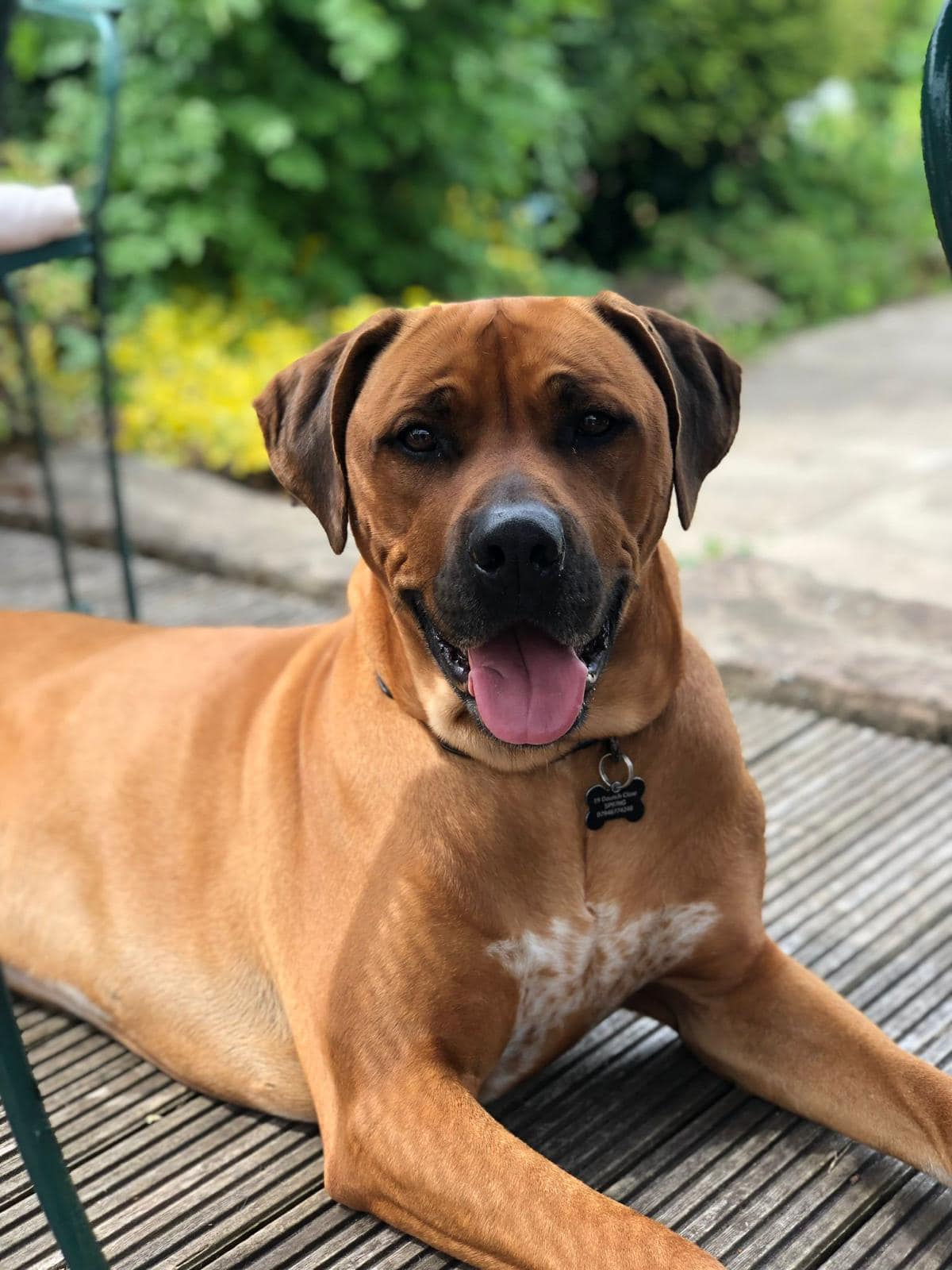 Bow Bridge Ridgebacks Rainbow Bridge – Ridgeback Rescue