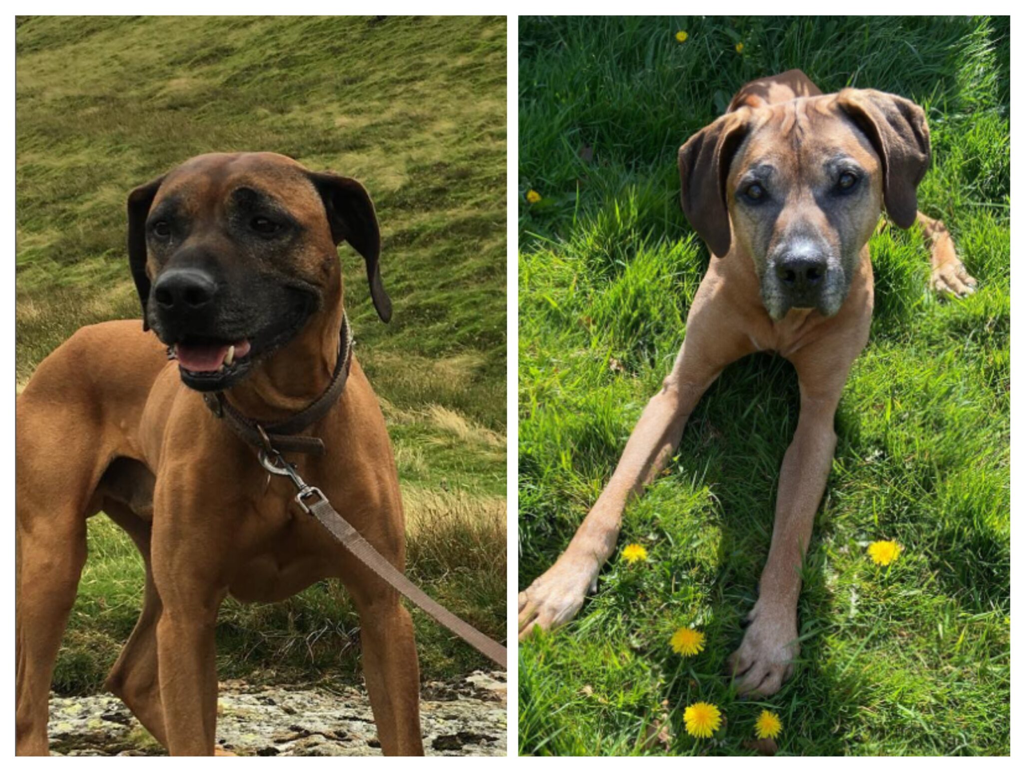 Bow Bridge Ridgebacks Rainbow Bridge – Ridgeback Rescue