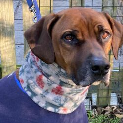 Reindeer Fleece Snood